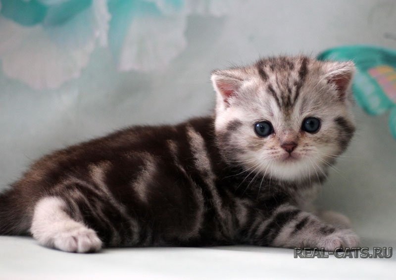 Keysi Real cats-Помет К - шотландская кошечка серебристого мраморного окраса