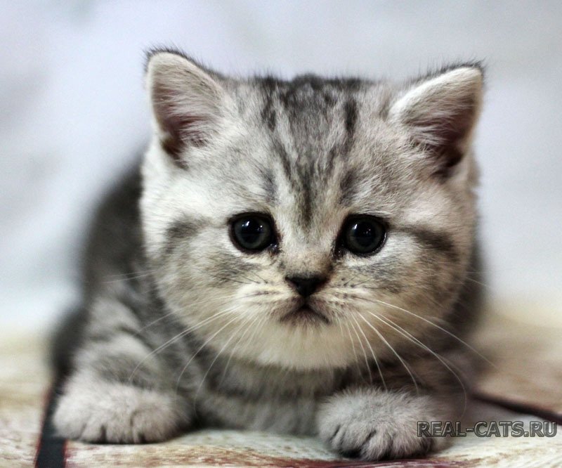 Кошечка скоттиш страйт- Westa Real cats- серебристого мраморного окраса
