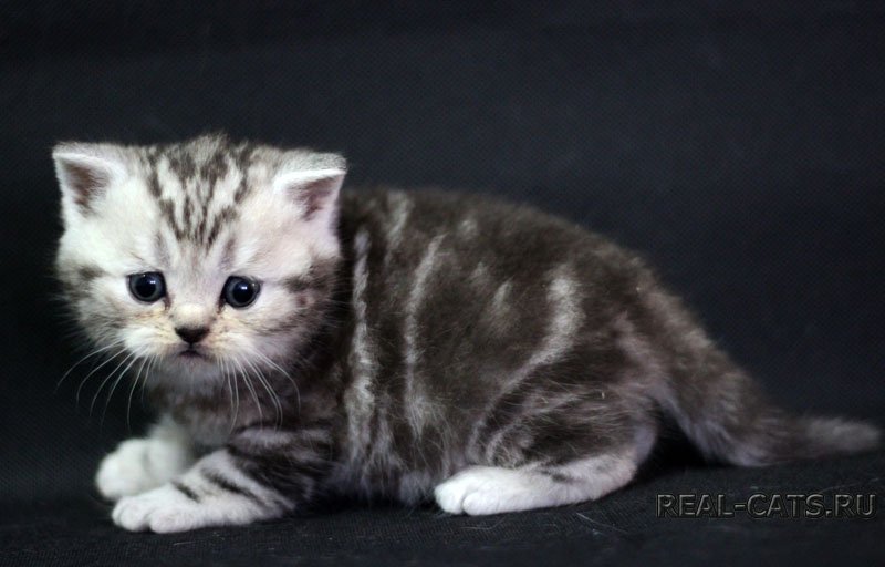 Котик скоттиш страйт- Wiking Real cats- серебристого мраморного окраса